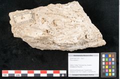 Foto (Objekt + Etikett) von Pinus silvestris L. (NHMW-GEO-2024-0188-11307)